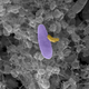 Illustration for article titled Vampire bacteria could become the ultimate antibiotic
